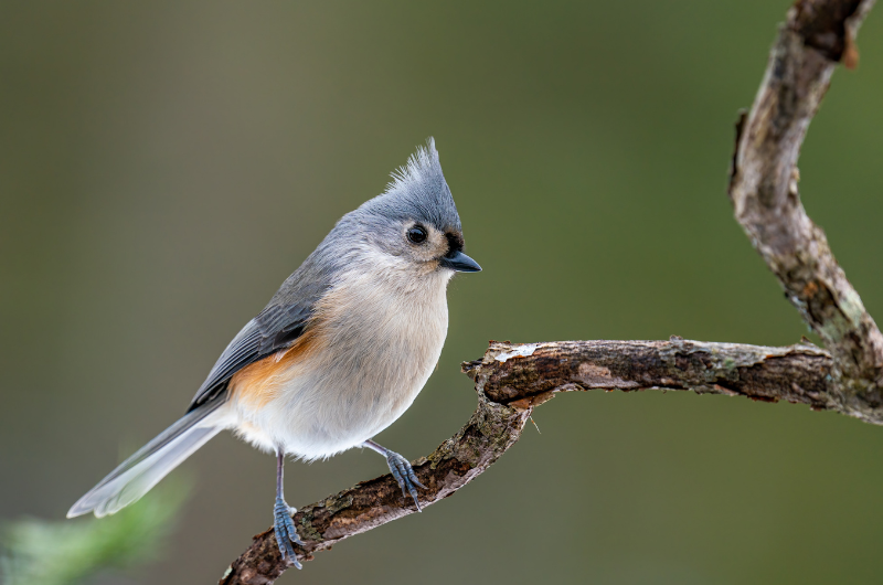 Learn About our Local Birds in NJ